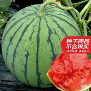 大禹懶漢西瓜種子苗特大適合南方早熟懶人8424麒麟瓜美都無籽水果蔬菜 美都西瓜種子25粒