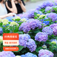 虹越（HONGYUE）大花繡球花盆栽苗 無(wú)盡夏花手鞠萬(wàn)華錦繡球八仙花庭院陽(yáng)臺(tái)花卉 【變色大花繡球】“無(wú)盡夏”1加侖