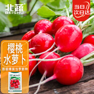 北蔬 小蘿卜種子秋種紅皮水果蘿卜蔬菜籽 濰胖1號(hào)櫻桃蘿卜種子約500粒