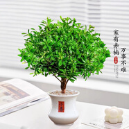 開時果 小葉赤楠盆景擺件 辦公室桌面綠植花卉好養(yǎng)盆栽植物源頭直發(fā)包郵 【上新款】蠻腰小喜盆+鋪面石+肥料