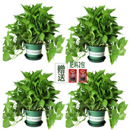 小冤家綠蘿盆栽室內花卉綠植綠籮水養花卉盆景桌面辦公客廳水培大葉綠色 180#加侖盆綠蘿【四盆】+肥料2包