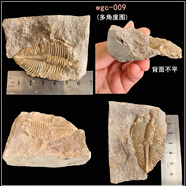 天然王冠三葉蟲化石原石魚樹古生物天然考古標(biāo)本客廳桌面擺件飾品 WGC-009（新）