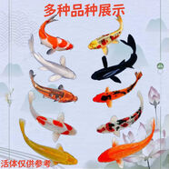順豐觀賞魚錦鯉魚金魚魚活魚冷水魚懶人魚淡水好養(yǎng)耐活風水魚 6-8錦鯉組合 隨機混搭7條送魚食 順豐發(fā)貨