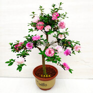 鵑之舞日本皋月杜鵑花盆栽四季開花稀有陽臺名貴品種花卉庭院好養(yǎng) 嫁接桿粗3.0-3.3公分整高70-80公分 不含盆
