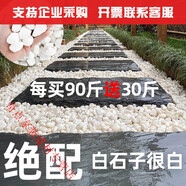XMSJ白石頭小石子鋪路白色鵝卵石小石頭天然白石子庭院子鋪地 買(mǎi)30斤+10斤精品白1-2cm