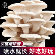 大禹平菇蘑菇種植包菌包家庭食用菌種子玉米芯菌棒菌菇自家種批發(fā) 白平菇蘑菇小菌包【實(shí)發(fā)3袋】