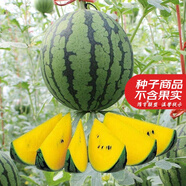 大禹懶漢西瓜種子苗特大適合南方早熟懶人8424麒麟瓜美都無籽水果蔬菜 小鳳西瓜種子10粒裝
