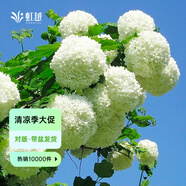 虹越（HONGYUE）大花繡球花盆栽苗 無(wú)盡夏花手鞠萬(wàn)華錦繡球八仙花庭院陽(yáng)臺(tái)花卉 【歐洲木繡球】“玫瑰”1加侖（3分枝及以上）