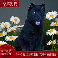 麥基樂中華田園犬活幼體土狗家養(yǎng)白狗黑狗家養(yǎng)小狗幼犬看家犬黃 田園級 五黑犬 公母備注