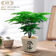 開時果 發(fā)財樹小盆栽中式禪意盆景 四季好養(yǎng)富貴竹懶人綠植茶桌禪意擺件 精品文竹+歡喜陶瓷盆（送鋪面石+肥料）