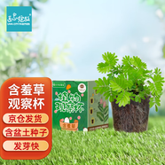 IAM City Farmer含羞草種植盆栽植物觀察窗發(fā)芽生長(zhǎng)10個(gè)一組 企業(yè)專拍鏈接