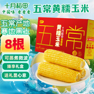 十月稻田 五常黃糯玉米 3.52斤(220g*8根) 東北玉米棒 早餐 雜糧禮盒