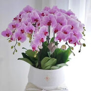 御春閣蝴蝶蘭花苗盆栽室內(nèi)觀花植物桌面陽(yáng)臺(tái)年宵花卉四季開(kāi)花綠植花卉 光芒四射蝴蝶蘭+透明原盆+原土