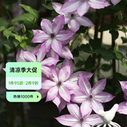 虹越（HONGYUE）爬藤鐵線蓮C2.5盆栽苗 花園陽臺(tái)花墻花柱裝飾藤本花卉 【F系列·HN】烏托邦 C2.5