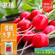 北蔬 小蘿卜種子夏秋紅皮水果蘿卜蔬菜籽 濰胖1號(hào)櫻桃蘿卜種子約500粒