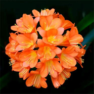 [當(dāng)年開花】君子蘭花苗裸根發(fā)貨室內(nèi)外四季常青植物盆栽君子蘭苗 新品君子蘭【貴妃】 2-4片葉葉子裸根發(fā)貨
