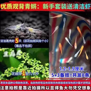 采緹（CAITI）觀背青鳉觀賞魚魔法魚冷水魚小型錦鯉金魚淡水魚不打氧好養(yǎng)活體 青鳉1.2-1.5cm8條包活5條+5只蝦飼料胡萍
