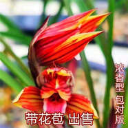 帶花苞正宗蘭花大全【金?！克募鹃_花濃香型室內(nèi)好養(yǎng)高檔花卉大全 金福 6苗【7-12月帶花苞】送花肥