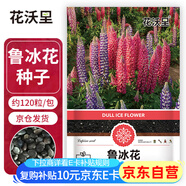 花沃里魯冰花種子約120粒 花卉種子盆栽陽臺種菜土四季草籽陽臺庭院種植