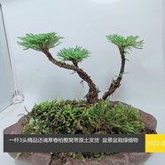 七流婉野生卷柏九死還魂草假山種植吸水石綠色植物辦公花卉微型盆 一棵3開(kāi)叉帶土球