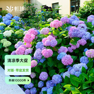 虹越（HONGYUE）大花繡球花盆栽苗 無(wú)盡夏花手鞠萬(wàn)華錦繡球八仙花庭院陽(yáng)臺(tái)花卉 【大花繡球·2盆裝】“無(wú)盡夏”1加侖