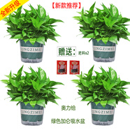 小冤家綠蘿盆栽室內(nèi)花卉綠植綠籮水養(yǎng)花卉盆景桌面辦公客廳水培大葉綠色 180#綠色加侖吸水盆【4盆】肥料2包