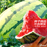 大禹懶漢西瓜種子苗特大適合南方早熟懶人8424麒麟瓜美都無籽水果蔬菜 懶漢王西瓜籽種子 20粒 約8-10kg