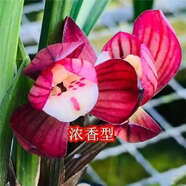 帶花苞蘭花【紅月荷】蘭園濃香型花卉大全室內外綠植盆栽 心紅荷 2苗【苗太單調】沒(méi)花苞