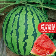 大禹懶漢西瓜種子苗特大適合南方早熟懶人8424麒麟瓜美都無籽水果蔬菜 美都西瓜種子50粒2袋 品質(zhì)好