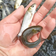 榮郁【貴州鮮活大草魚苗】特大草魚苗淡水養(yǎng)殖批發(fā)食用皖魚草混子魚苗 50條10-13厘米草魚苗【送10%防損