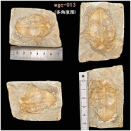 天然王冠三葉蟲化石原石魚樹古生物天然考古標(biāo)本客廳桌面擺件飾品 WGC-013（新1）