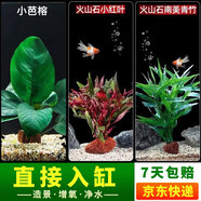 瘋狂水草（FKSC）真水草魚(yú)缸造景套餐凈化水質(zhì)懶人魚(yú)缸水草植物直接入缸蜈蚣草 【火山石】紅綠組合3顆