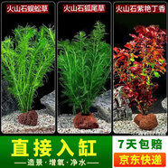 瘋狂水草（FKSC）真水草魚缸造景套餐凈化水質(zhì)懶人魚缸水草植物直接入缸蜈蚣草 【火山石】水草組合一3棵裝