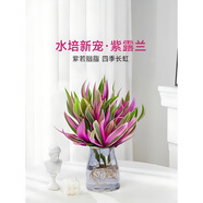 香瑞馨水培植物紫露蘭吊蘭小盆栽油畫婚禮室內(nèi)花卉辦公室綠植四季好養(yǎng)活 水培紫露蘭+紅灰歐式瓶