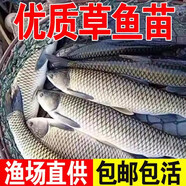品菌食品草魚魚苗淡水養(yǎng)殖食用半斤特大草魚苗批發(fā)食蚊小草魚活魚苗草魚苗 草魚苗2-4厘米20條【+10%防損