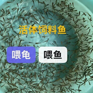 活體飼料魚麥穗魚小魚苗喂龍魚羅漢鱷龜開口飼料魚淡水魚活魚包活 飼料魚1-2厘米30條送10%防損