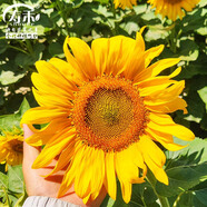 壽禾 向日葵種子苗觀賞花卉種籽家庭陽臺 小獅子向日葵種子5g約100粒