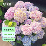 虹越（HONGYUE）大花繡球花盆栽苗 無(wú)盡夏花手鞠萬(wàn)華錦繡球八仙花庭院陽(yáng)臺(tái)花卉 【大花繡球】“魔幻革命”1加侖