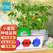 IAM City Farmer小番茄秋播DIY幼兒園兒童種植小盆栽綠植種子植物觀(guān)察作業(yè)10102