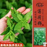 壽禾 食用薄荷種子可盆栽四季農家驅蟲(chóng)花草種籽 皺葉薄荷種子約1000粒