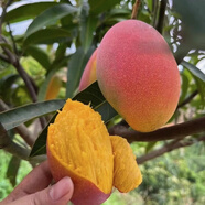 【順豐空運】廣西百色精品大臺農(nóng)新鮮現(xiàn)摘甜水果200克精選大果 五斤單個200克果王臺芒