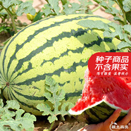 大禹懶漢西瓜種子苗特大適合南方早熟懶人8424麒麟瓜美都無籽水果蔬菜 懶漢西瓜種子約50粒2袋免打叉