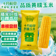 十月稻田黃糯玉米 220g 東北黏甜玉米棒 早餐 雜糧禮盒