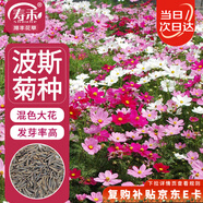 壽禾 格桑花種子苗波斯菊春季盆栽種籽 大花波斯菊混色種子100g(大袋)