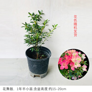 花舞鼓日本進(jìn)口十大名貴皋月杜鵑花老樁盆栽樹苗陽臺庭院耐寒花卉 花舞鼓1年半苗含盆高約15~20cm 生長中新芽 含盆