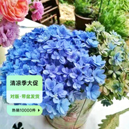 虹越（HONGYUE）大花繡球花盆栽苗 無盡夏花手鞠萬華錦繡球八仙花庭院陽臺(tái)花卉 【大花繡球】“佳澄”1加侖