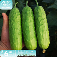 壽禾 旱黃瓜種子強(qiáng)雌籽種各種水果青瓜夏秋四季蔬菜壽光種籽  冰翡翠旱黃瓜種子10g 約350粒