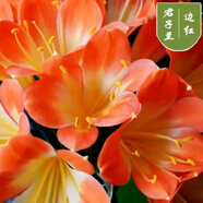 [當年開花】君子蘭花苗裸根發(fā)貨室內外四季常青植物盆栽君子蘭苗 新品君子蘭【紅太陽】 2-4片葉葉子裸根發(fā)貨
