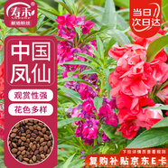 壽禾 鳳仙花種子苗染指甲花四季盆栽種植花卉種籽 中國鳳仙花種子100g