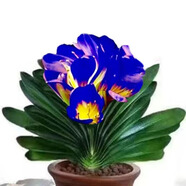 [當年開(kāi)花】君子蘭花苗裸根發(fā)貨室內外四季常青植物盆栽君子蘭苗 新品君子蘭【云彩】 5-8片葉子+盆+土【小苗】